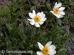 Photo: Silberwurz