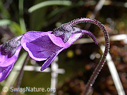 Foto: Gemeines Fettblatt, Blüte