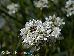 Foto: Bach-Gänsekresse, Blüte