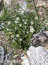 Foto: Bach-Gänsekresse