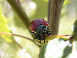 Foto: Sechspunktiger Putzkäfer (Agonum sexpunctatum)