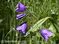 Foto: Rundblättrige Glockenblume