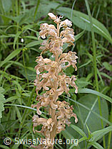 Foto: Nestwurz, Blüte