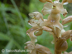Foto: Nestwurz, Nahaufnahme der Blüte
