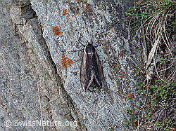 Foto: Ligusterschwärmer