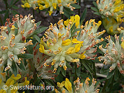 Photo: Echter Wundklee, Blüte