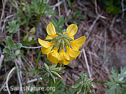 Photo: Schopfiger Hufeisenklee, Blüte