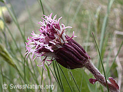 Foto: Alpenlattich (Homogyne alpina)