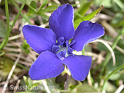 Foto: Schleichers Enzian, Blüte