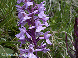 Photo: Langspornige Handwurz, Blüten