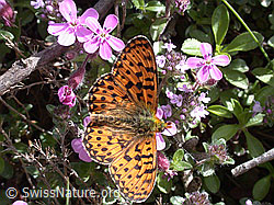Foto: Braunfleckiger Perlmutterfalter