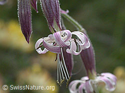 Photo: Nickendes Leimkraut, Blüte