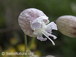 Foto: Gemeines Leimkraut, Blüte
