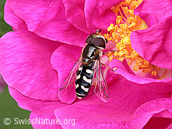 Späte Grossstirnschwebfliege (Scaeva pyrastri) auf Blüte einer Rose (ESCN1738)