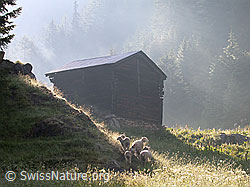 Photo: Schafe vor Alphütte