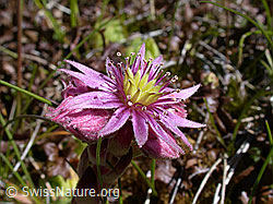 ESCN1790: Alpen-Hauswurz, Blüte