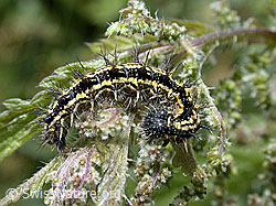 Photo: Kleiner Fuchs Raupe (Aglais urticae)