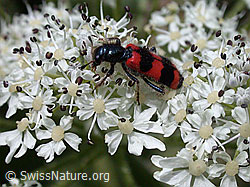 Foto: Bienenwolf, Bienenkäfer