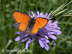 Lilagold-Feuerfalter Süd (Lycaena hippothoe eurydame) (30.06.2002, ESCN1836)