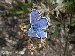 Photo: Himmelblauer Bläuling, Männchen