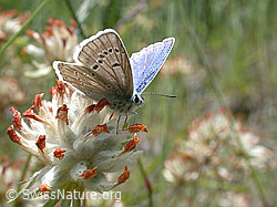 Photo: Himmelblauer Bläuling