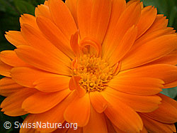 Foto: Ringelblume