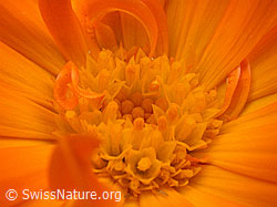 Foto: Ringelblume