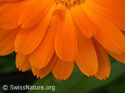 Foto: Ringelblume