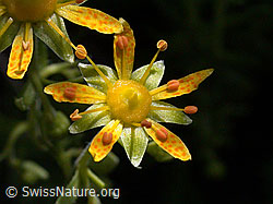 Foto: Bewimperter Steinbrech, Blüte