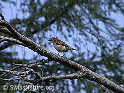 Foto: Braunkehlchen (Saxicola rubetra)