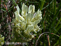 Photo: Alpen-Spitzkiel, Blüte