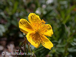 Foto: Alpen-Sonnenröschen, Blüte