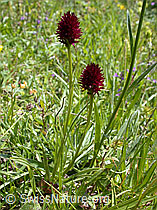 Photo: Schwarzes Männertreu