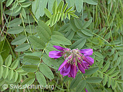Foto: Alpen-Süssklee, Blüte und Blätter