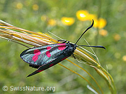 Photo: Gewöhnliches Widderchen (Zygaena filipendulae)