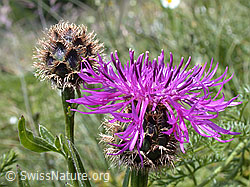 Foto: Alpen-Flockenblume, Blüte