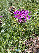 Foto: Alpen-Flockenblume