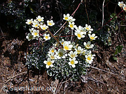 Photo: Trauben-Steinbrech (Saxifraga paniculata)