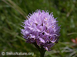 Foto: Blüte der Kugelorchis