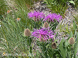 Foto: Federige Flockenblume, Blüten