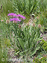 Foto: Federige Flockenblumen