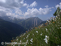 Foto: Bergwiese mit weissen Trichterlilien und Federgras