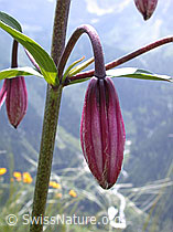 Foto: Knospe des Türkenbund
