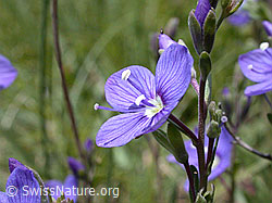 Photo: Felsen-Ehrenpreis, Blüte