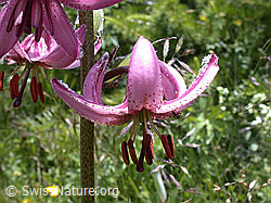 Foto: Türkenbund, Blüte