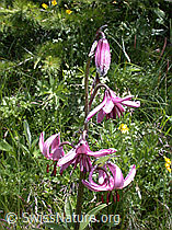 Foto: Türkenbund, Blüten