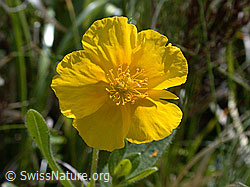 Foto: Grossblütiges Sonnenröschen, Blüte