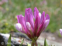 Foto: Blüte des Alpen-Klee