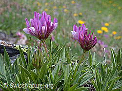 Foto: Alpen-Klee