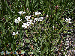 Photo: Felsen-Leimkraut